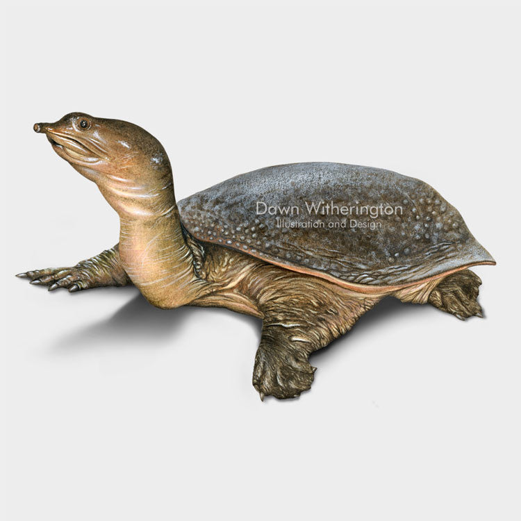 Softshell Drawing Florida Softshell Turtle – drawnbydawn