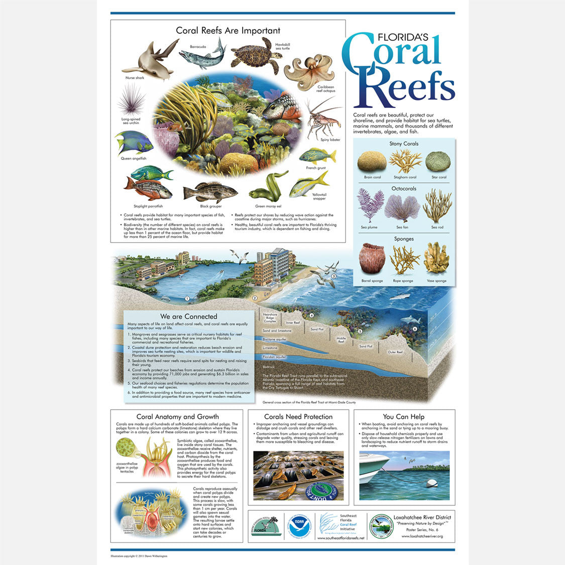 This beautiful poster provides information about the importance of Florida's coral reefs. 