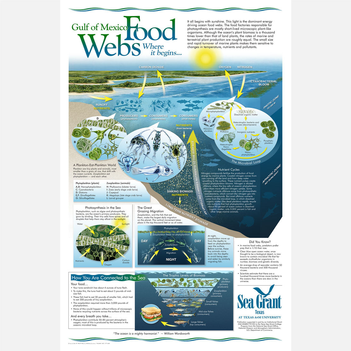 This beautiful poster provides information on food webs of the Gulf of Mexico and how the are connected. 