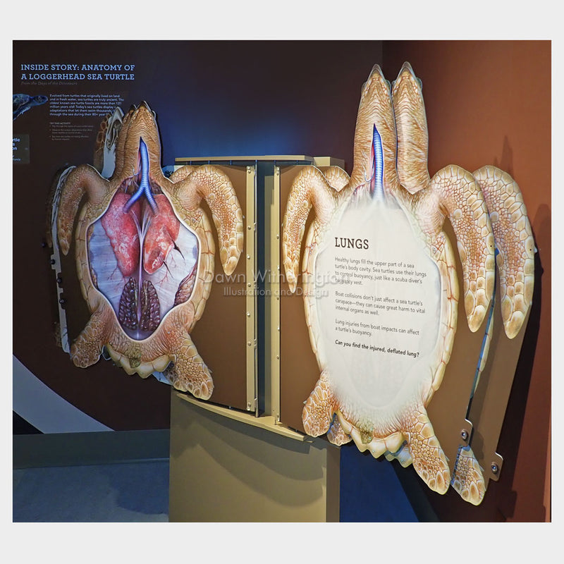 Sea Turtle Anatomy Display -- the Lungs – drawnbydawn