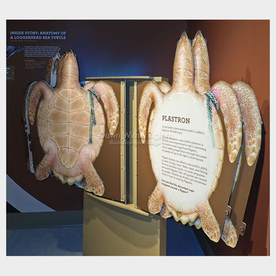 Sea Turtle Anatomy Display -- the Plastron