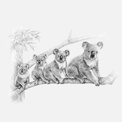 This lovely pencil illustration of a family of koala bears, Phascolarctos cinereus, is beautifully detailed.