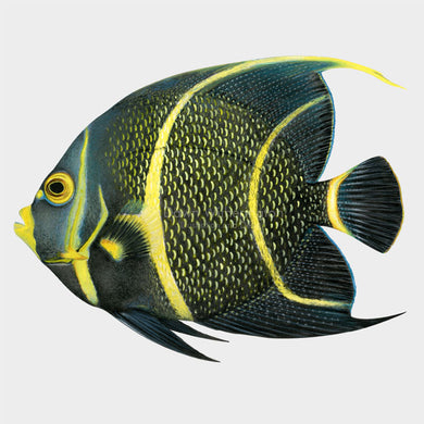 French Angelfish