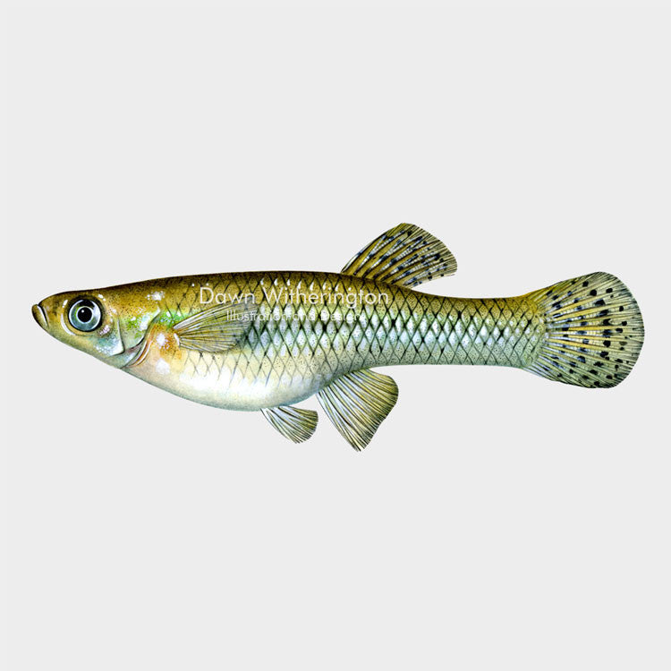 This beautiful drawing of an eastern mosquitofish, Gambusia holbrooki, is biologically accurate in detail.