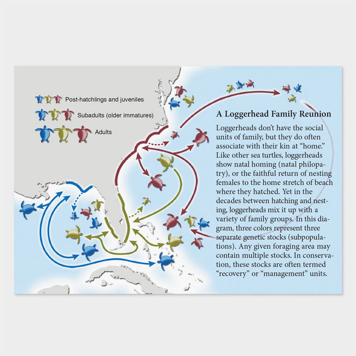 This graphic is of a loggerhead sea turtle genetics map. 