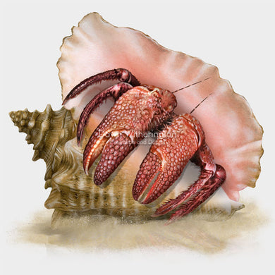 Giant Red Hermit Crab