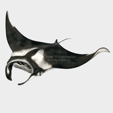 Giant Oceanic Manta Ray