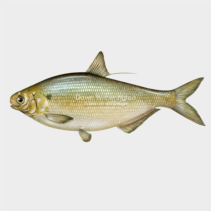 This beautiful illustration of a gizzard shad, Dorosoma cepedianum, is biologically accurate in detail.