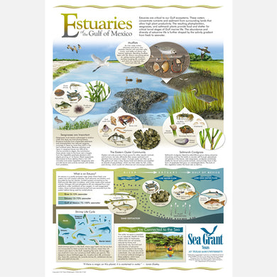 This beautiful poster provides information on Estuaries of the Gulf of Mexico. 