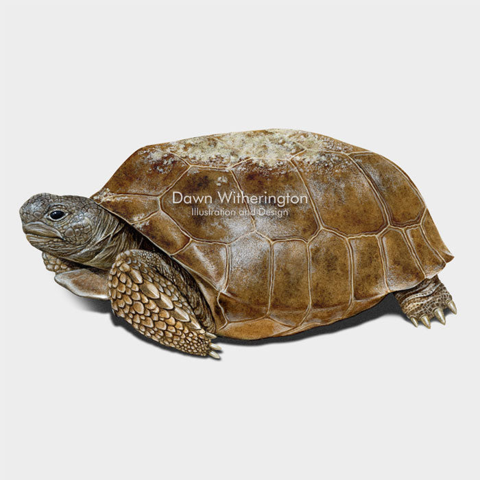 Gopher Tortoise Adult – drawnbydawn