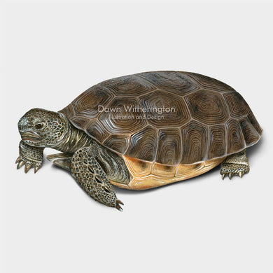 This beautiful illustration of a gopher tortoise, Gopherus polyphemus, is biologically accurate in detail.