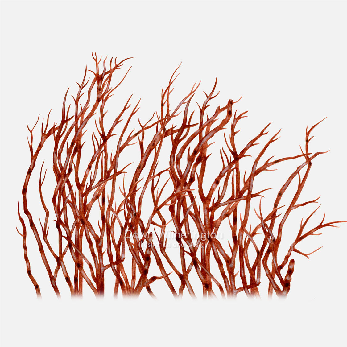 This beautiful illustration of graceful redweed, Gracilaria tikvahiae, is accurate in detail.