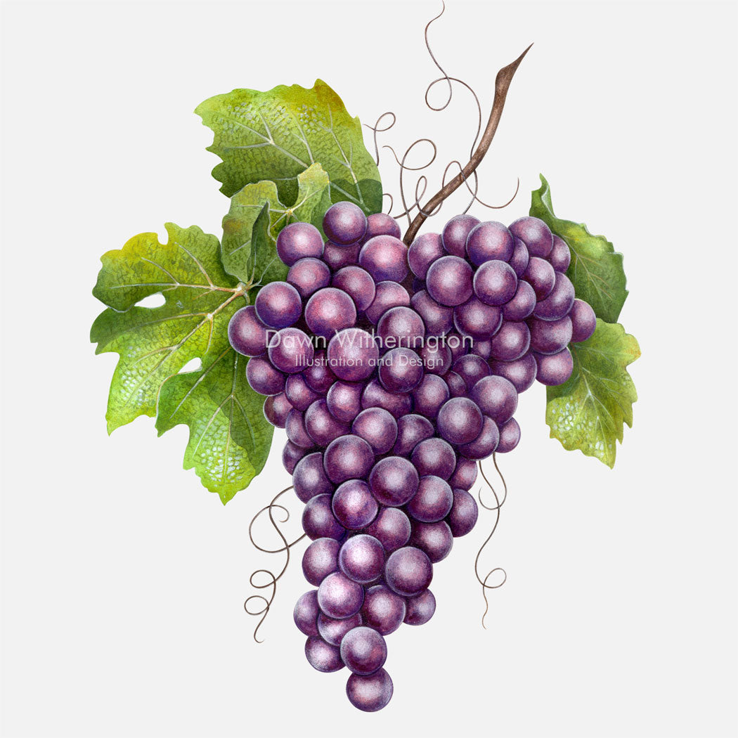 Illustration of purple grapes.