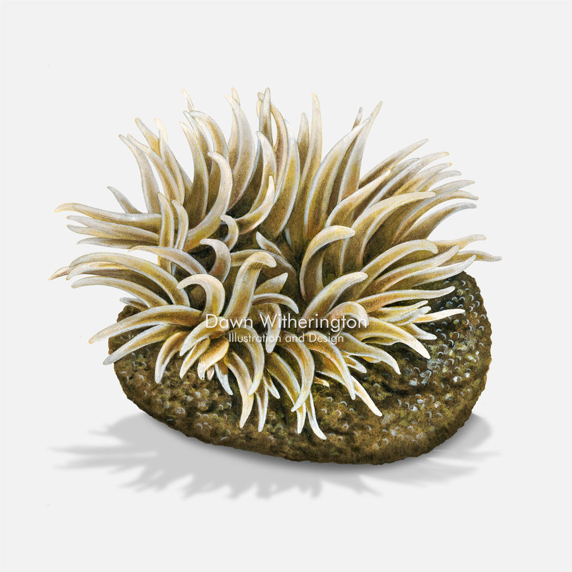 This beautiful illustration of a gray warty anemone, Anthopleura krebsi, is accurate in detail.