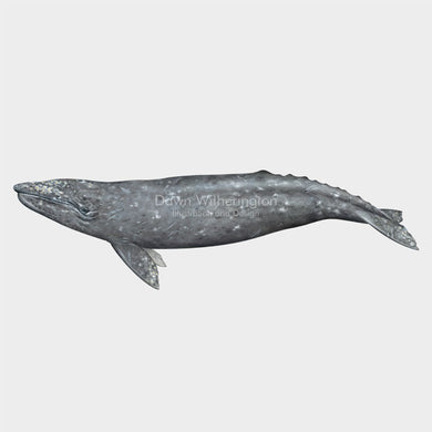 North Atlantic right whale flipper bones – drawnbydawn