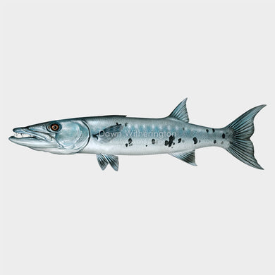 Great Barracuda