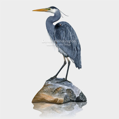 Great Blue Heron on a Rock