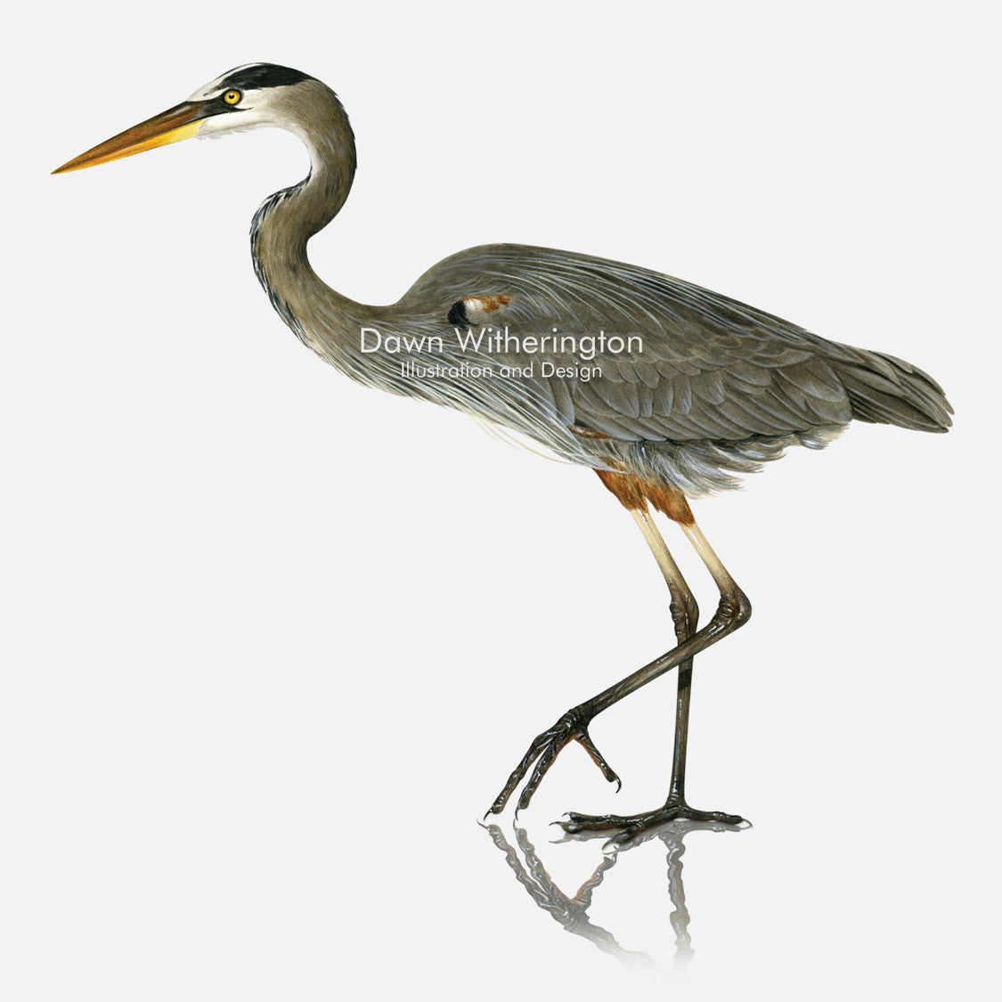 This beautiful illustration of a great blue heron, Ardea herodias, is biologically accurate in detail.