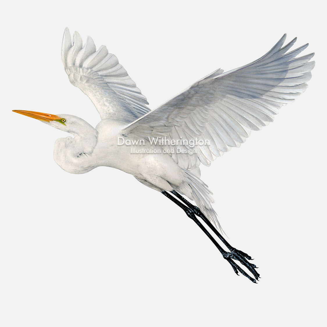 This beautiful illustration of a great egret, Ardea alba, in flight, is biologically accurate in detail.