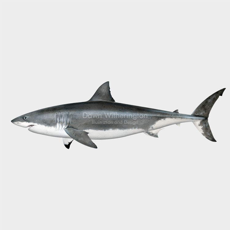 This wonderful drawing of a great white shark, Carcharodon carcharias, is biologically accurate in detail.