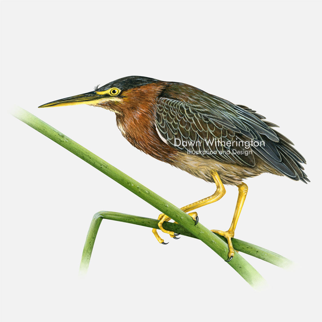 This beautiful illustration of a green heron, Butorides virescens, is biologically accurate in detail.