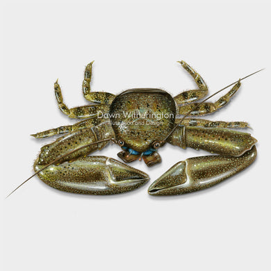 This beautiful illustration of a green porcelain crab, Petrolisthes armatus, is biologically accurate in detail.