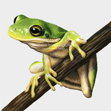 This lovely drawing of an American green tree frog, Hyla cinerea, is biologically accurate in detail.