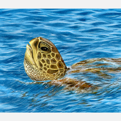 This beautiful illustration of a basking green turtle, Chelonia midas, is accurate in detail.