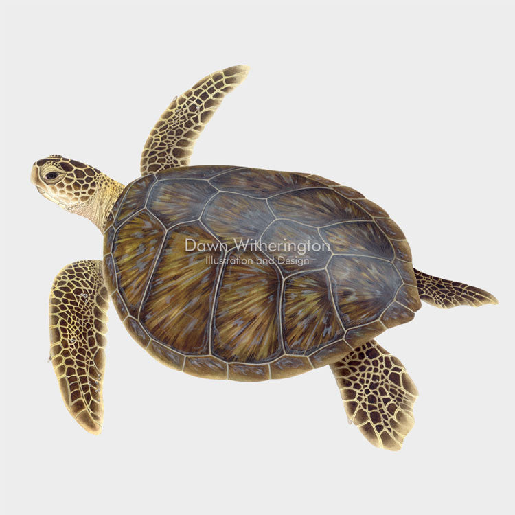 This beautiful drawing of a juvenile green sea turtle, Chelonia mydas, is biologically accurate in detail. 