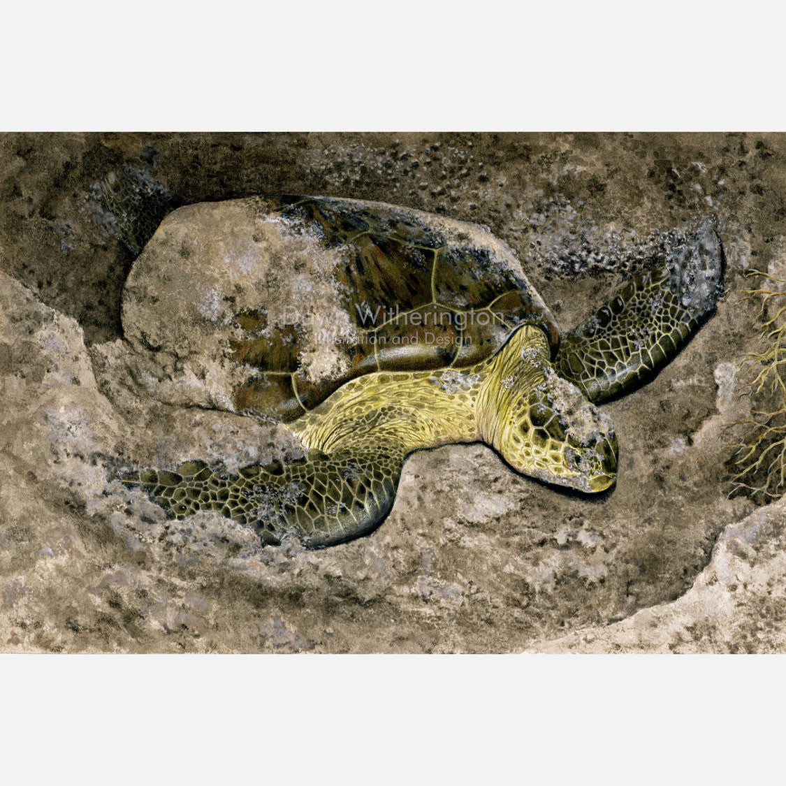This beautiful illustration is of a nesting green turtle, Chelonia mydas, on a Florida beach.