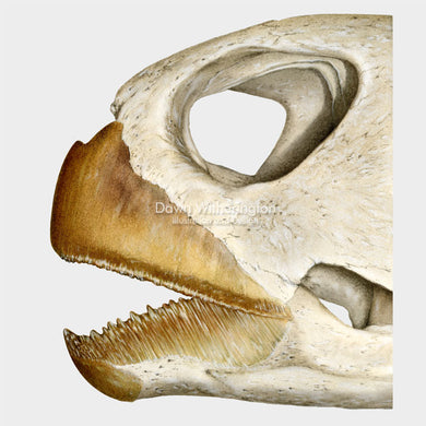 This beautiful illustration of the skull and rhamphothecae of green sea turtle, Chelonia mydas, is biologically accurate in detail.