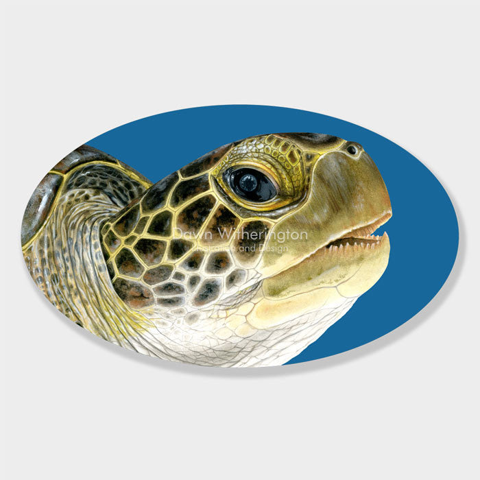 This beautiful drawing of an oceanic juvenile green sea turtle, Chelonia mydas, is biologically accurate in detail. 