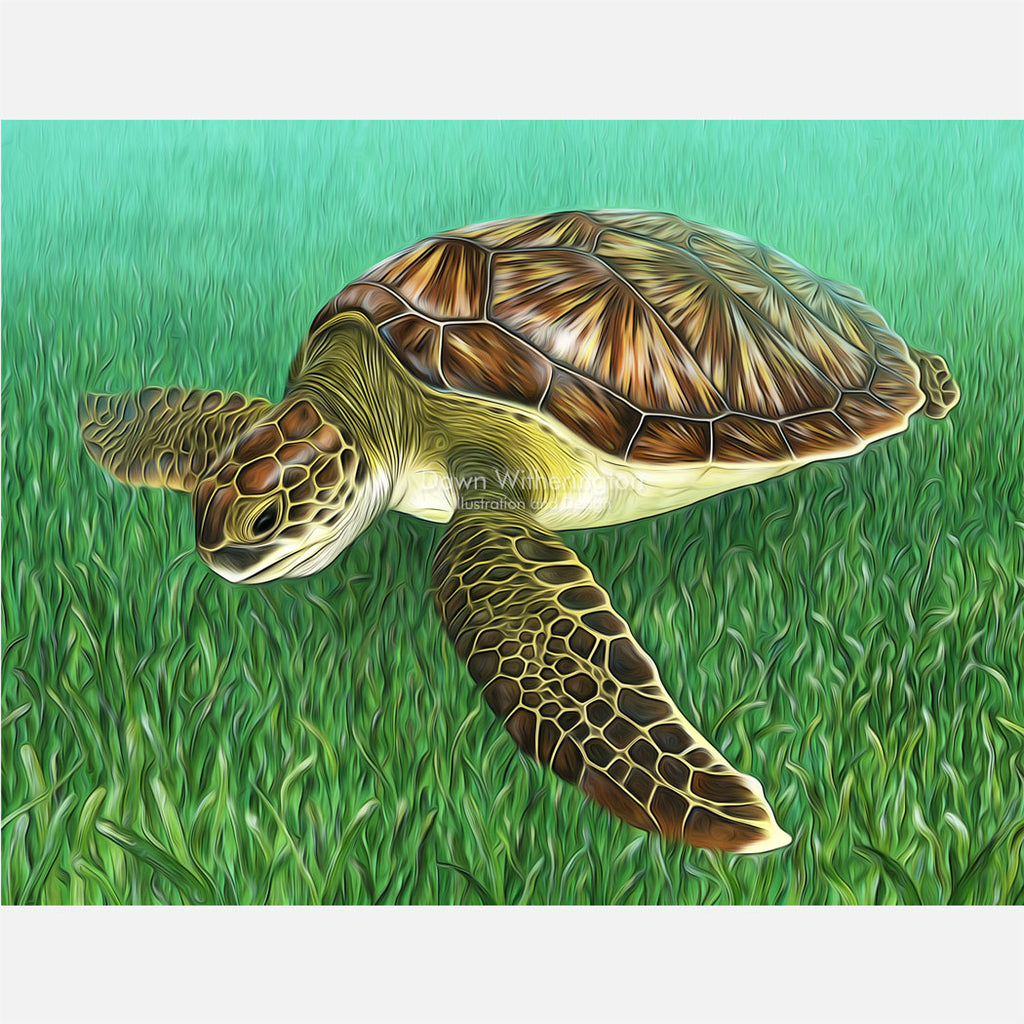 Juvenile green turtle in sargassum graphic – drawnbydawn