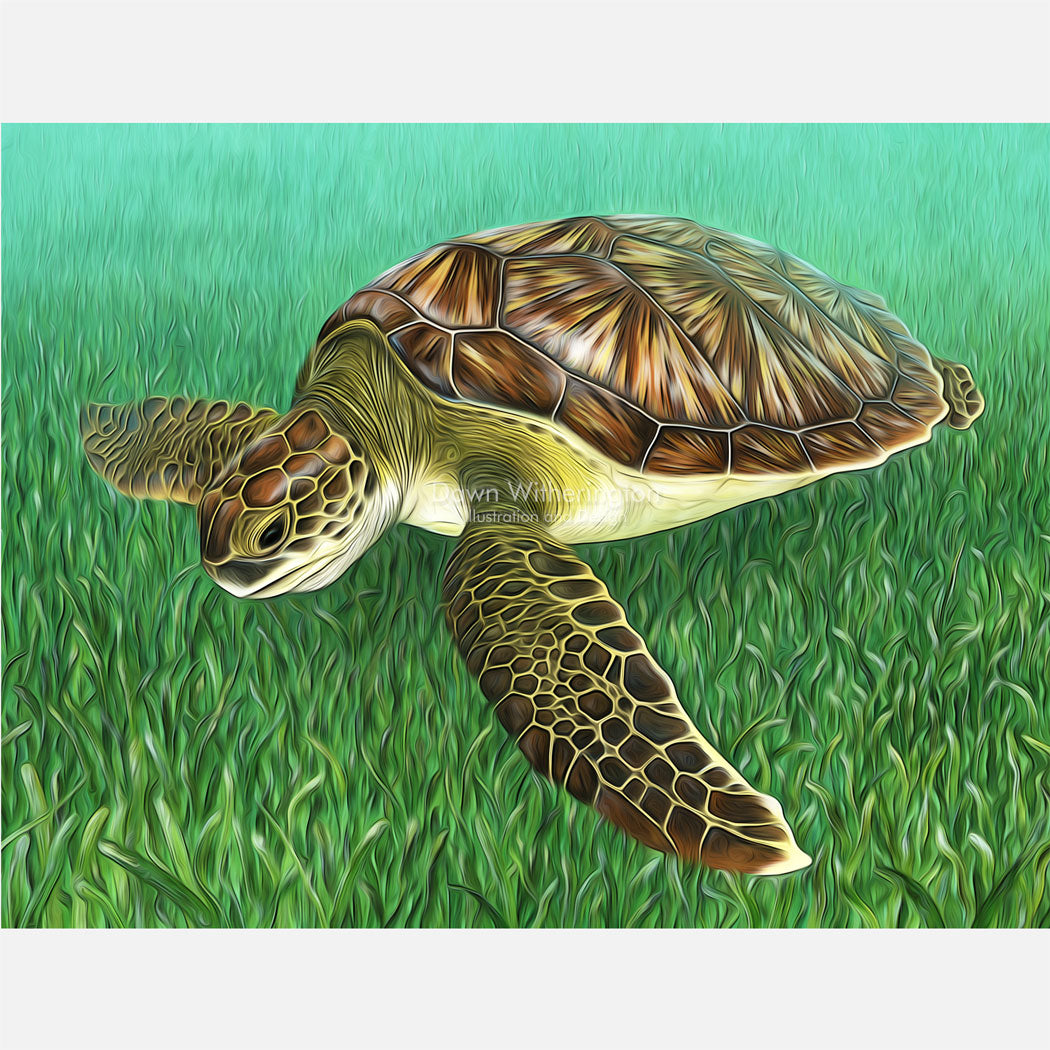 Juvenile green turtle in sargassum graphic