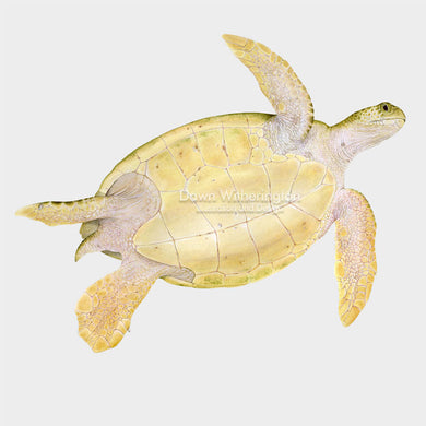 This beautiful illustration of the ventral view of a green sea turtle, Chelonia mydas is biologically accurate in detail. 