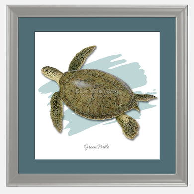 Green turtle with graphic