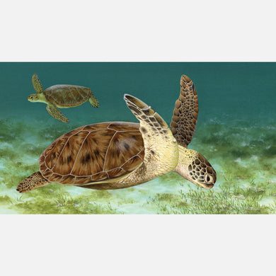 This beautiful illustration is of a green turtle eating seagrass.