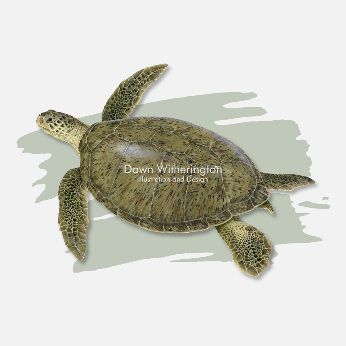 This beautiful illustration of a green turtle, Chelonia midas, is over a swash graphic. 