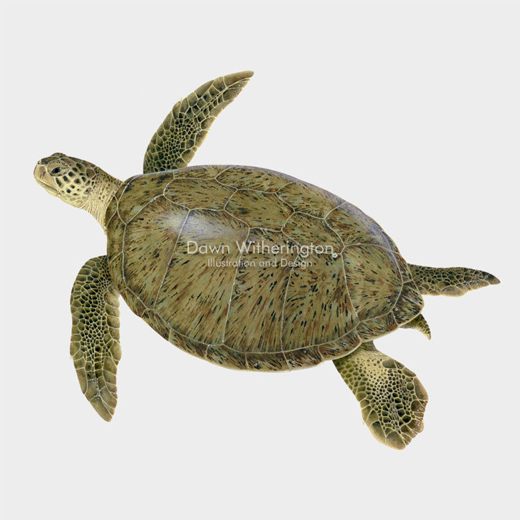 This beautiful illustration of a green sea turtle, Chelonia mydas, is biologically accurate in detail.