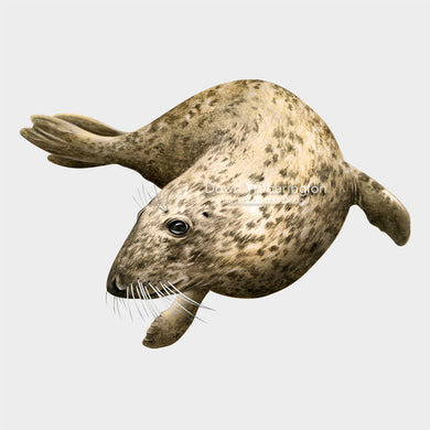 This is a lovely drawing of a swimming gray seal Halichoerus grypus.