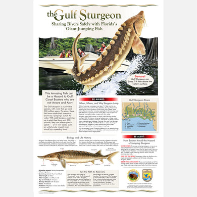 This beautiful life history poster about the Gulf sturgeon (Acipenser oxyrinchus desotoi), has an emphasis on boating safety while sharing the waters with these fish.