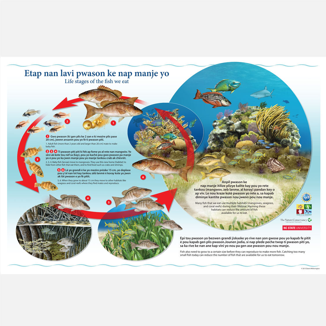 This beautiful poster provides information explaining the importance of fish habitats for Haitian fishermen. 