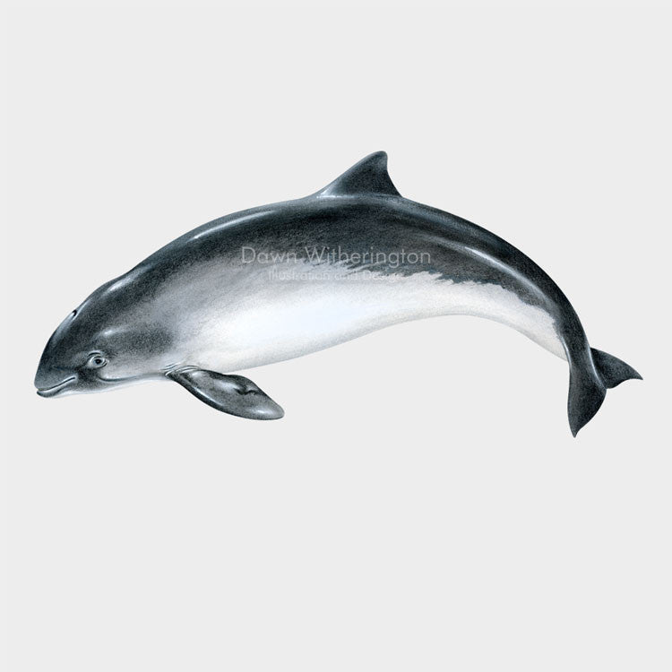 This illustration of a harbor porpoise, Phocoena phocoena, is biologically accurate in detail.