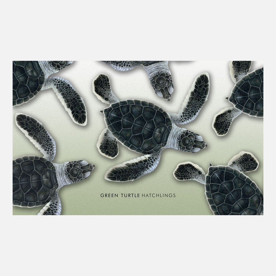 This design is an illustration of green turtle hatchlings, Chelonia midas. 