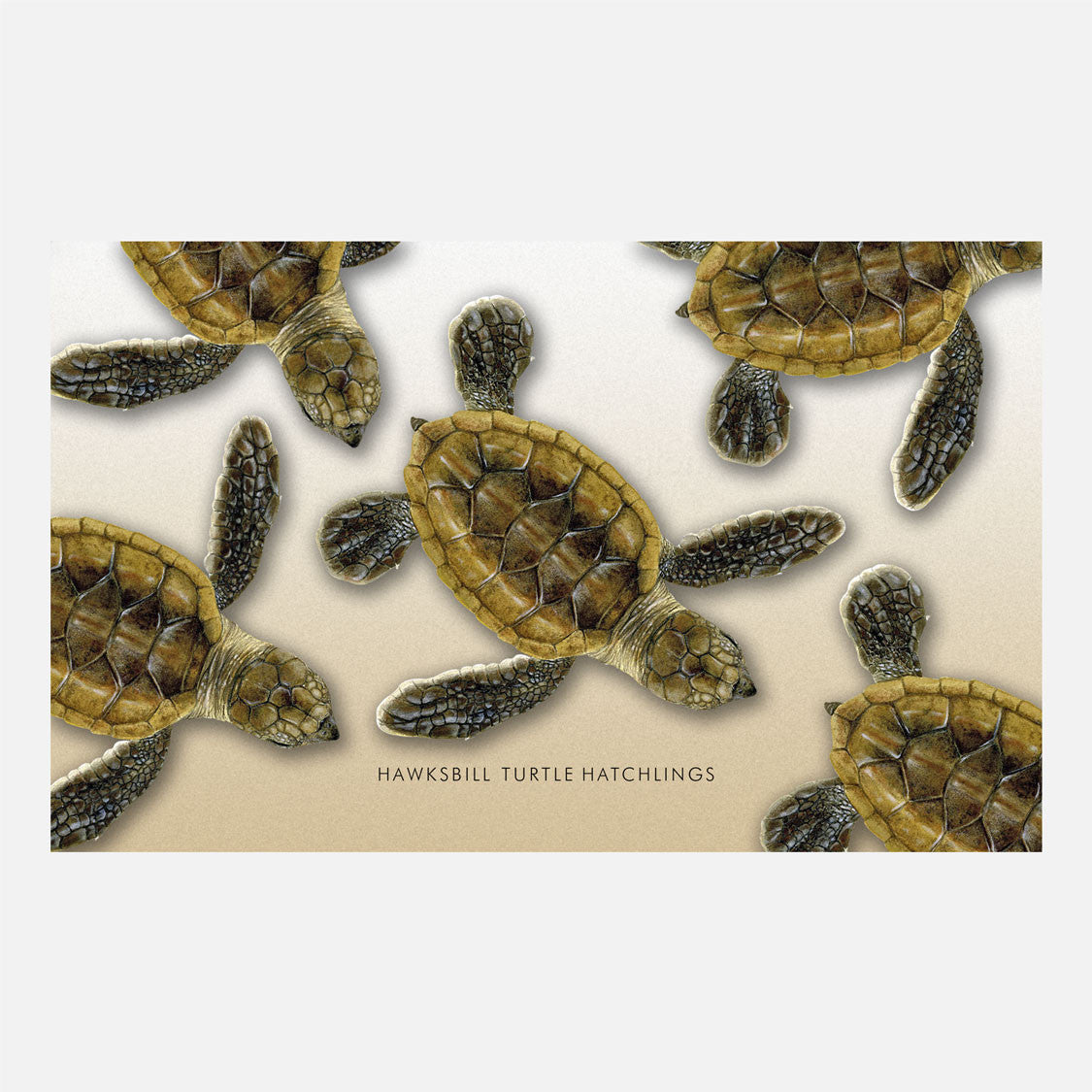 Hawksbill sea turtle hatchlings