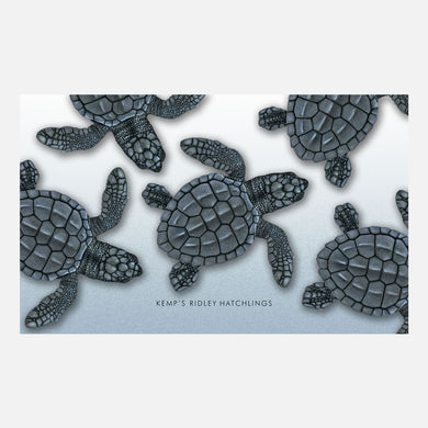 This design is an illustration of Kemp's ridley sea turtle hatchlings, Lepidochelys kempii. 