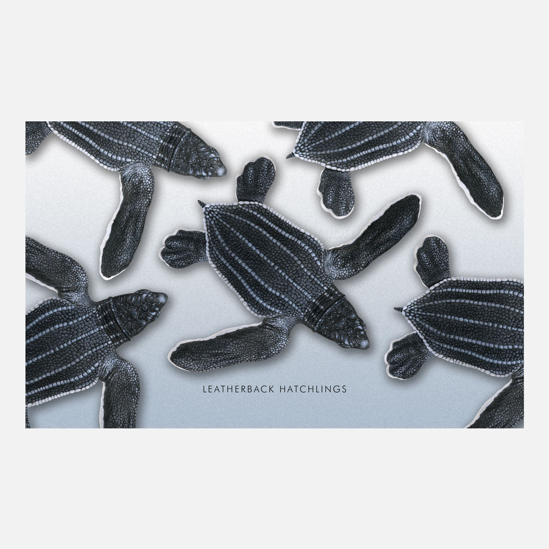 This design is an illustration of leatherback sea turtle hatchlings, Dermochelys coriacea. 