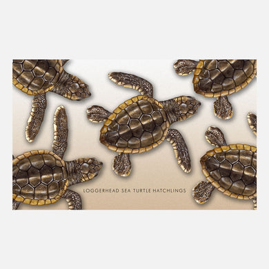 This design is an illustration of loggerhead sea turtle hatchlings, Caretta caretta. 
