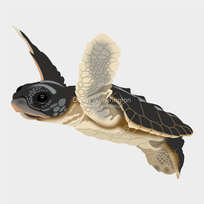 This is a cute graphical illustration of a loggerhead sea turtle hatchling (Caretta caretta).