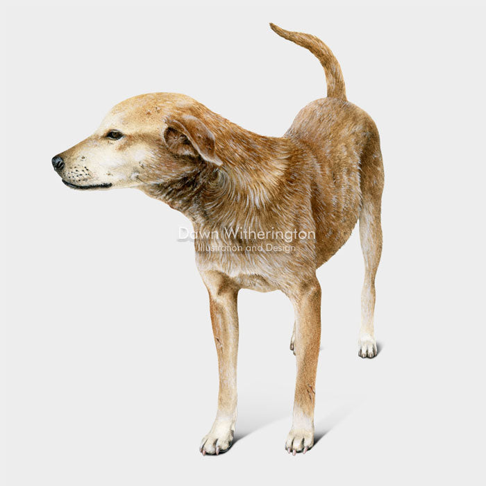 This lovely drawing of a Hatian street dog, is beautifully detailed.